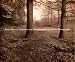 Peter Henry Emerson and American Naturalistic Photography