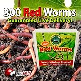 300 Red Wigglers - Red Worms are Great for Organic Gardening and Composting