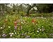 Photographic Prints of Beautiful flowery old olive groves in spring, with Peacock Anemone, cranesbill from Ardea Wildlife Pets