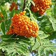 European Mountain Ash Tree