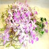 Dendrobrium Bouquet