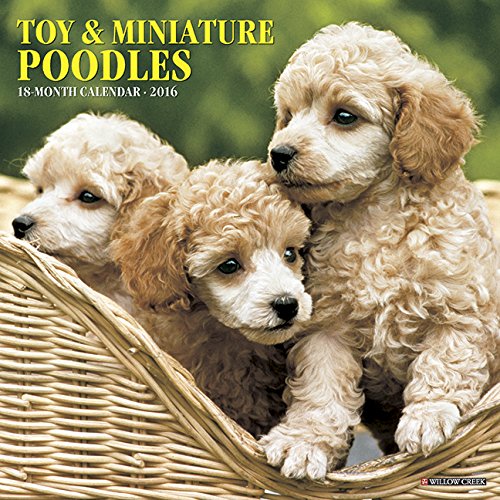 2016 Just Toy & Miniature Poodles Wall Calendar
