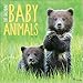 TF Publishing 2017 Baby Animals Wall Calendar (17-1000)