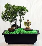 Fairy Garden Bonsai - Live Ming Tree/Tansy Ceramic Fairy