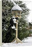Box Canvas Print of Cat - black a white cat climbing up a bird feeding table in snow from Ardea