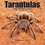 Tarantulas 2010 Wall Calendar #30443-10