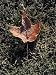 Autumn Frost on the Ground at the Mount Washington Hotel in Bretton Woods, New Hampsh...
