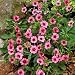 Potentilla Miss Willmott