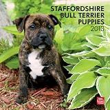 Staffordshire Bull Terrier Puppies 2013 Calendar
