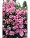 Photographic Prints of Rosa Bonica from Ros Drinkwater Photographic Prints of Rosa Bonica from Ros Drinkwater