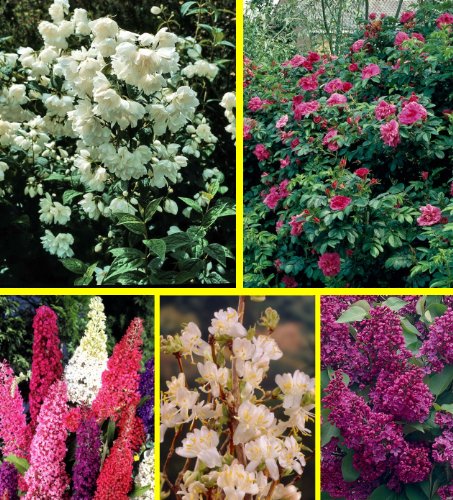 Dufthecke, gesamt 10 Pflanzen, je 2*: Heckenrose,Jasmin, Flieder, Gei&szlig;blatt, Sommerflieder Preisvergleich