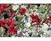Photographic Prints of Alaska, Denali from Danita Delimont