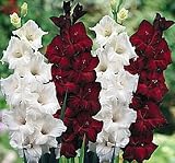 Cafe Au Lait Large Flowering Gladiolus 10 Bulbs