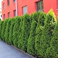 Thuja occidentalis Smaragd (Lebensbaum Smaragd) 80-100cm / 5l-Container/ Solit�r mit Ballen / Container