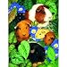 Guinea Pigs 100pc Childrens Jigsaw Puzzle by Avril Haynes