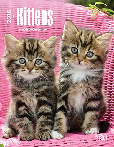Kittens 2016 Engagement