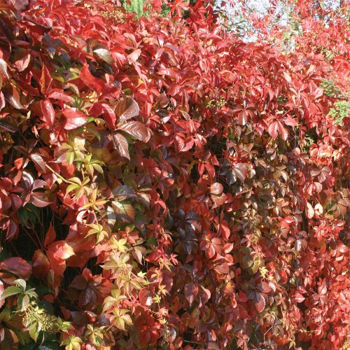 Parthenocissus Veitchii Ornamental Grape Vine - 25 Plants