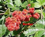 Amazon / Hirts: Trees & Shrubs: Gro-Low Fragrant Sumac - Rhus - Fragrant - Red Berries