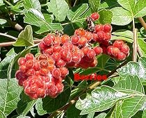 Gro-Low Fragrant Sumac - Rhus - Fragrant - Red Berries