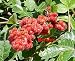 Gro-Low Fragrant Sumac - Rhus - Fragrant - Red Berries