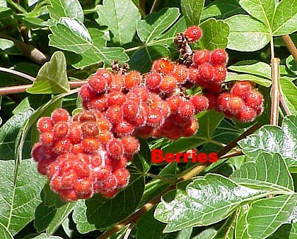 Gro-Low Fragrant Sumac - Rhus - Fragrant - Red Berries - 4 Gro-Low Fragrant Sumac - Rhus - Fragrant - Red Berries - 4