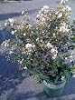 Petite Snow Crape Myrtle Plant Five Gallon
