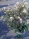 Petite Snow Crape Myrtle Plant Five Gallon