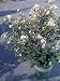 Petite Snow Crape Myrtle Plant Five Gallon