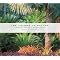 Tropical . . gardening !