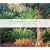 The Colors of Nature: Subtropical Gardens by Raymond Jungles