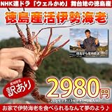 伊勢海老 訳あり活き伊勢海老250g×1尾～おせち料理にも【徳島県産 産地直送】