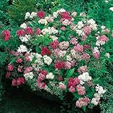 Shrubs - Spiraea Shibori - Gallon - B001GA6X4U