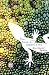 The Book of Chameleons by Jose Eduardo Agualusa, Daniel Hahn