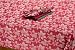 Kitchen & Housewares : DII Poinsettia Jacquard Tablecloth