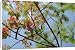 Canvas Prints of Flame of the forest tree (Delonix regia) from ClownFish Photo