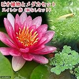 (ビオトープ/睡蓮)ビオ植物とメダカセット 睡蓮(スイレン) 赤 鉢なしセット 本州・四国限定[生体]