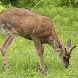 VWPics Animals - Young male Columbia Black-Tailed Deer grazing.Vancouver Island,British Columbia,Canada - Mouse Pads
