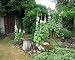 Photographic Prints of SG-20036 Hollyhocks - In garden outside old barn from Ardea Wildlife Pets