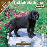 Black Labrador Puppies