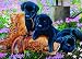 Black Lab Puppies (35 Piece Tray Puzzle)
