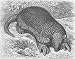 ANIMALS:The giant armadillo,antique print,1894