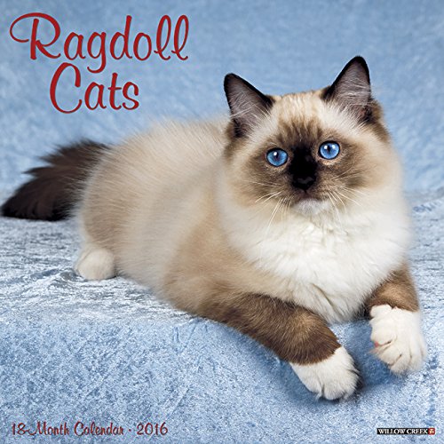 2016 Ragdoll Cats Wall Calendar