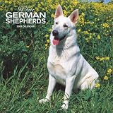 German Shepherds, White 2008 Square Wall Calendar