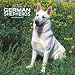 German Shepherds, White 2008 Square Wall Calendar (German, French, Spanish and English Edition)