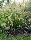 FOUNTAIN GRASS PENNISETUM 20 SEEDS