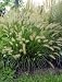 Fountain Grass Pennisetum 20 Seeds