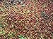 Ethiopian Queen City Harrar Grade 4 Coffee Beans (Light Roast (City), 2.5 pounds Whole Beans)