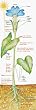 COLOSSAL POSTER PLANT PARTS & PHOTO