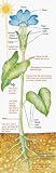 COLOSSAL POSTER PLANT PARTS and PHOTOGR. 4-9+ OVER 5-1/2 TALL