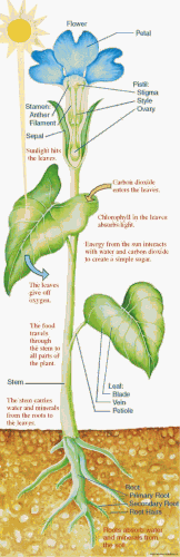 Colossal Poster: Plants & Photosynthesis